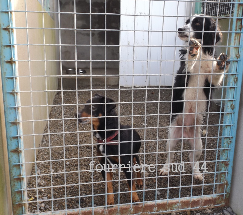 Fourrière Sud 44 Mâle pinscher noir et feu - délai 23/01/2014 6f10