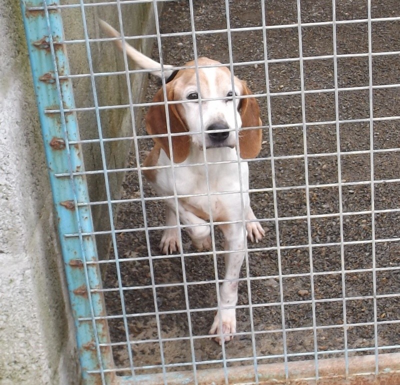 Papy beagle besoin de soins - Fourrière 44 - Eutha 17/02/2014 718