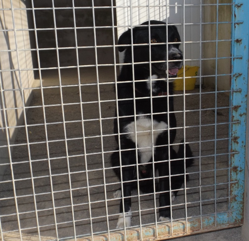 Fourrière 44 - délai 29 avril - mâle croisé border collie 813