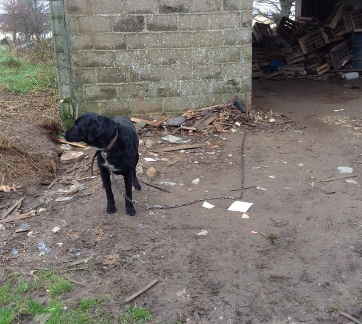 Gentil mâle labrador noir 4 ans, cas de négligence - Page 2 Echo210