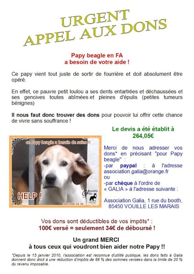 Papy beagle besoin de soins - Fourrière 44 - Eutha 17/02/2014 - Page 3 Galia12