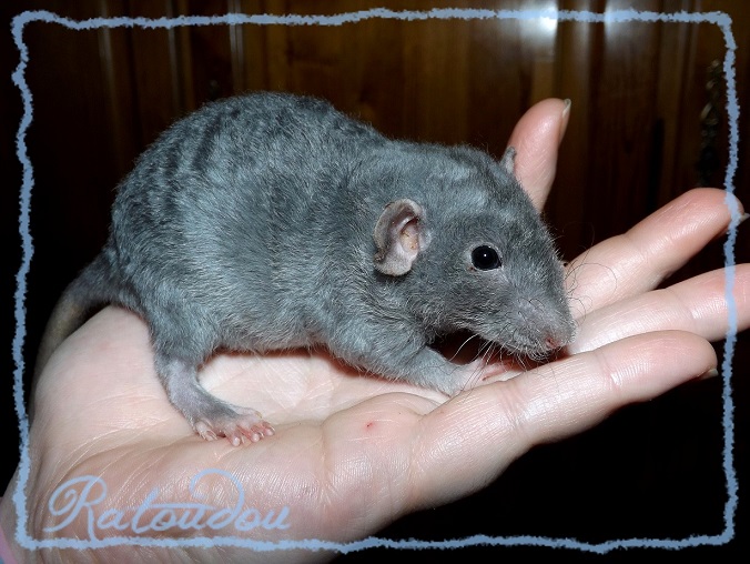 Evolution des ratons Dscf0156