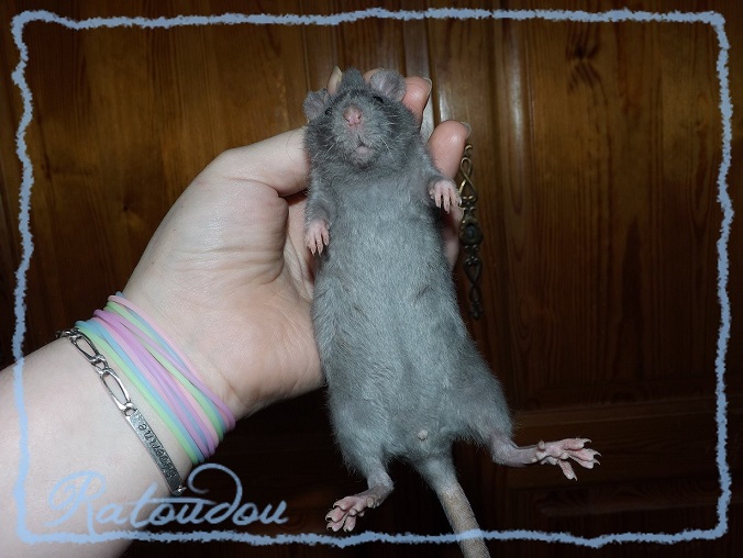 Evolution des ratons Dscf0161
