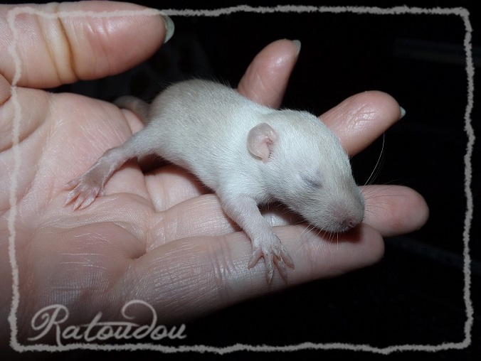 Evolution des ratons Dscf0244