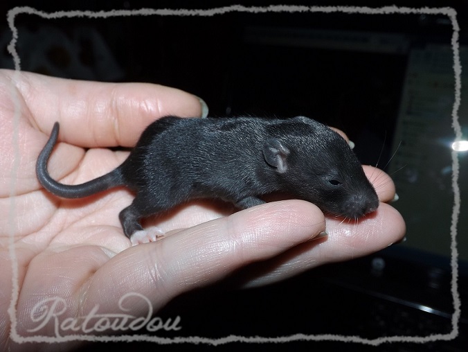 Evolution des ratons Dscf0247
