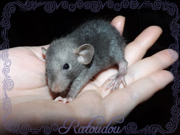 Evolution des ratons Dscf0326