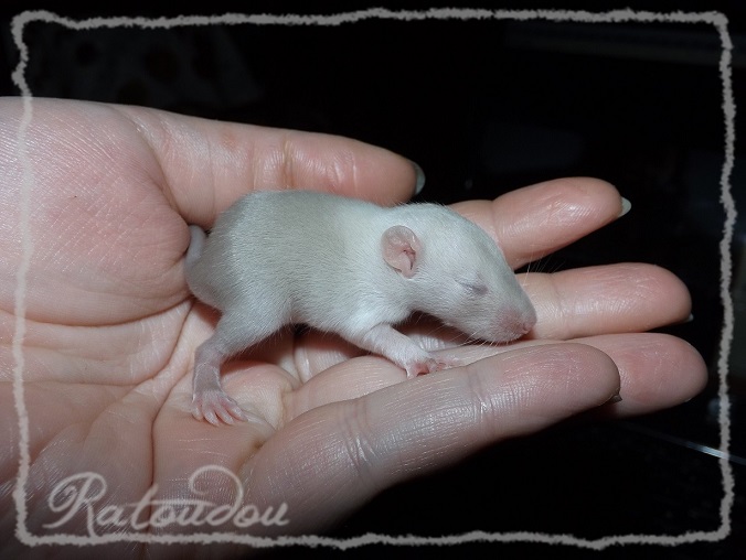 Evolution des ratons Dscf0341