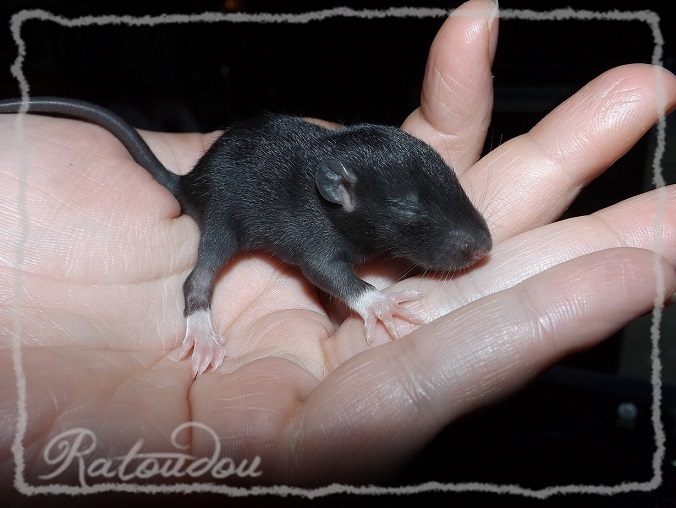 Evolution des ratons Dscf0345