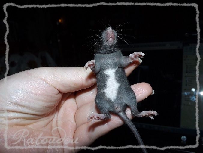 Evolution des ratons Dscf0346
