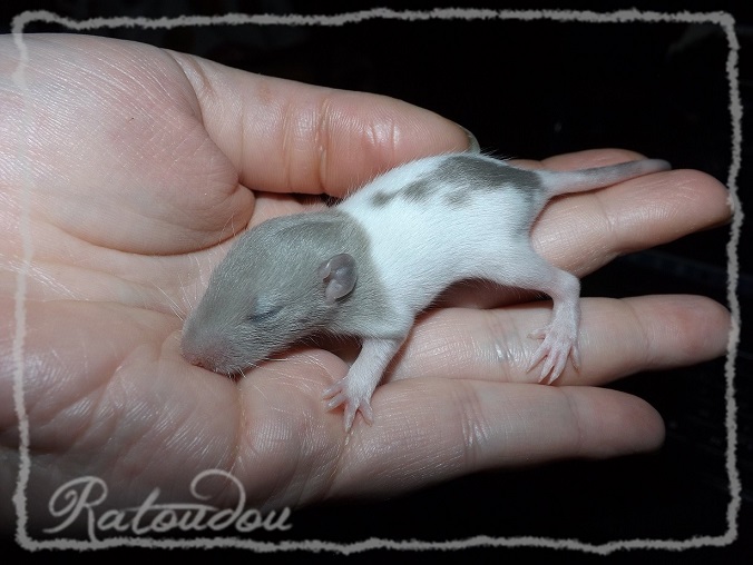 Evolution des ratons Dscf0351