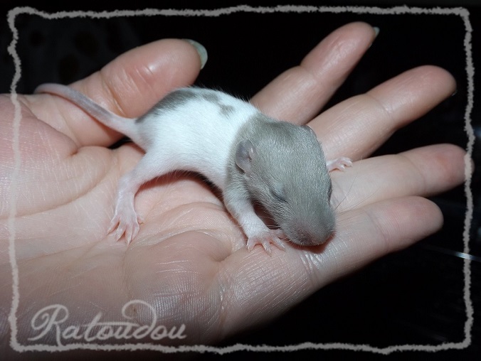 Evolution des ratons Dscf0436