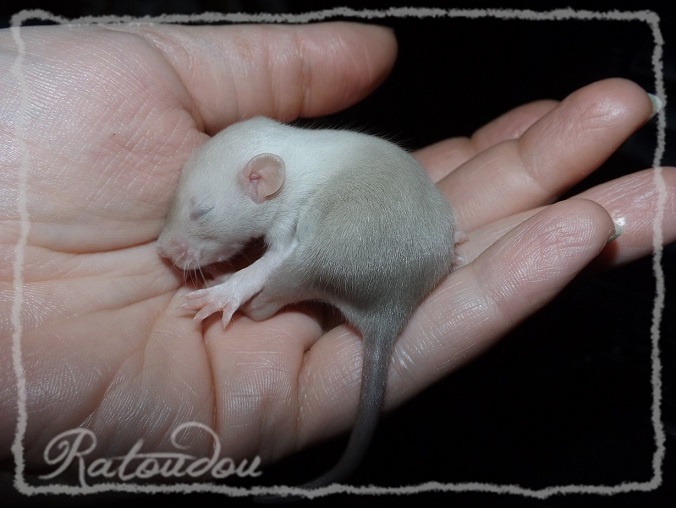 Evolution des ratons Dscf0437