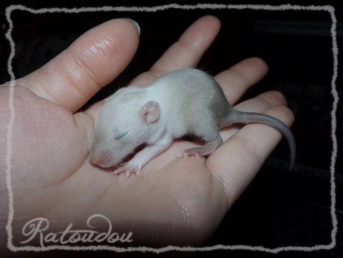 Evolution des ratons Dscf0438