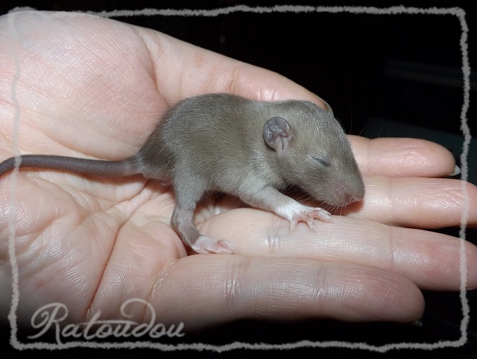 Evolution des ratons Dscf0441