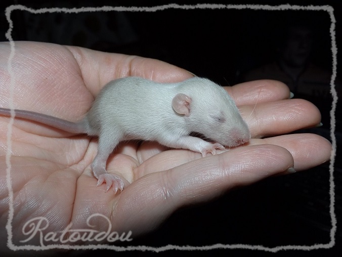 Evolution des ratons Dscf0443