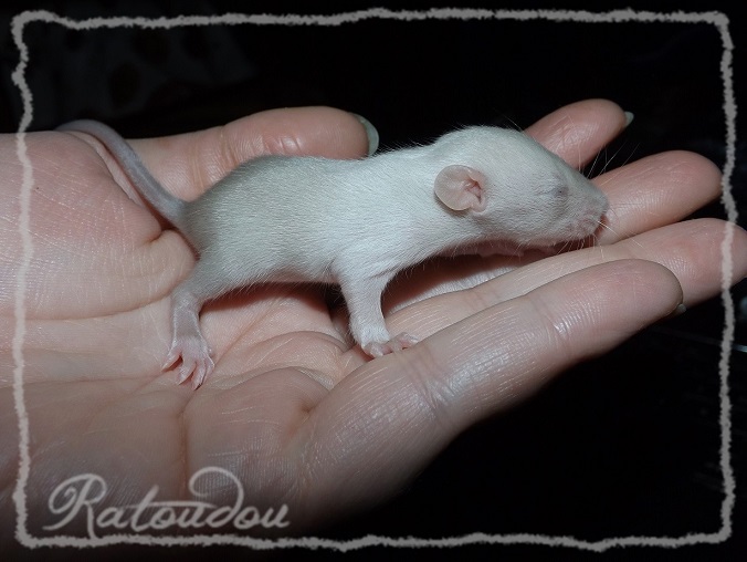 Evolution des ratons Dscf0445