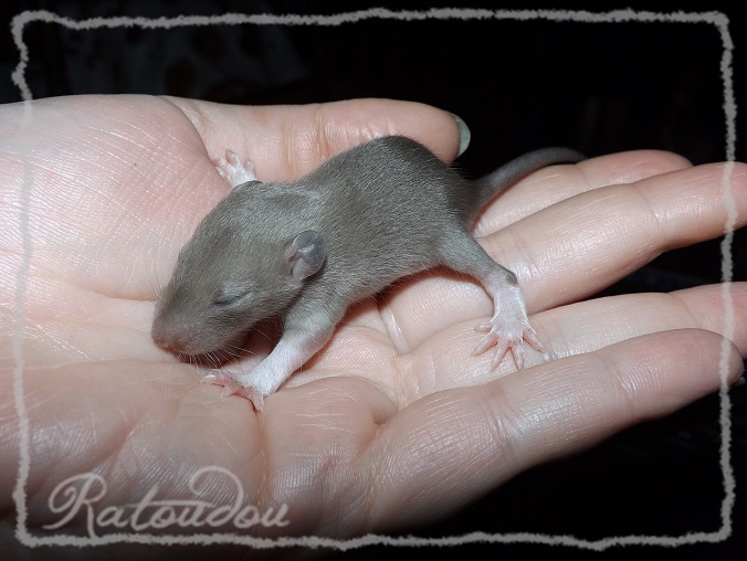 Evolution des ratons Dscf0446