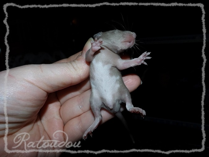 Evolution des ratons Dscf0448
