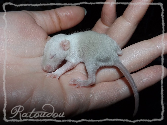 Evolution des ratons Dscf0539