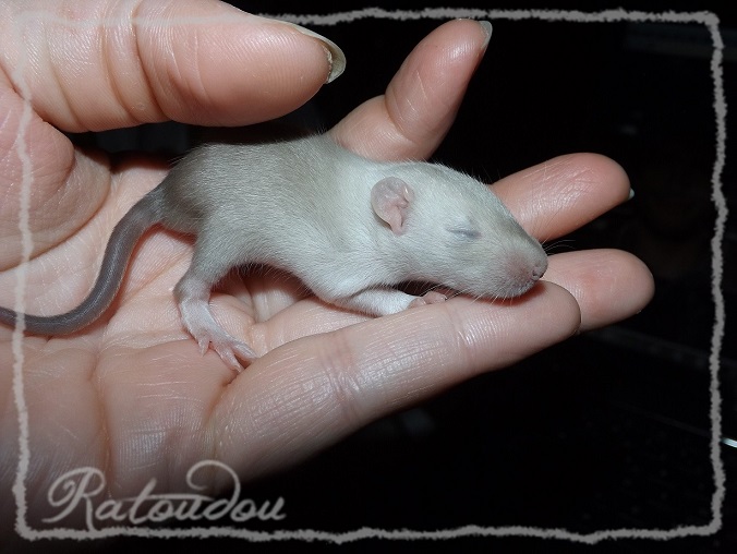 Evolution des ratons Dscf0543