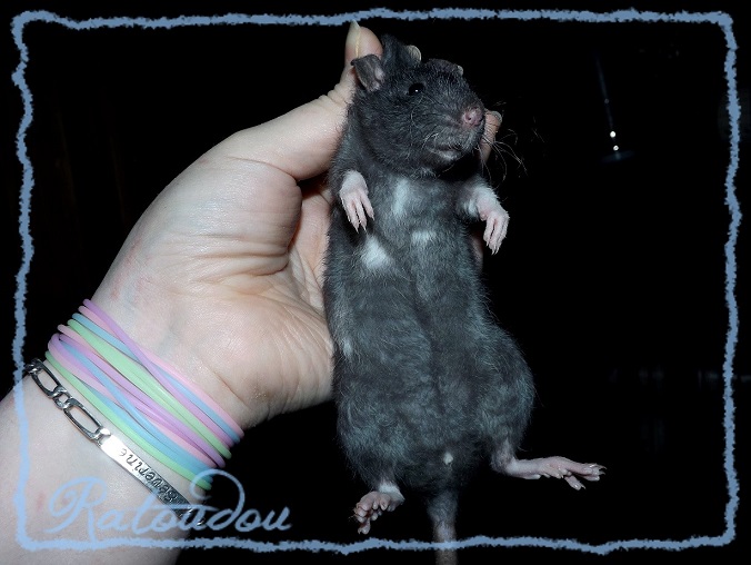Evolution des ratons Dscf0555