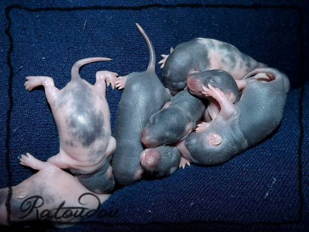 Evolution des ratons Dscf0817