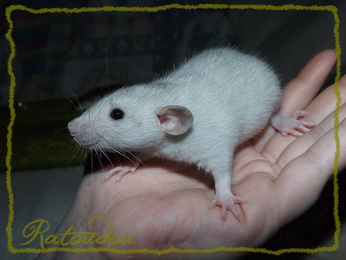Evolution des ratons Dscf0823