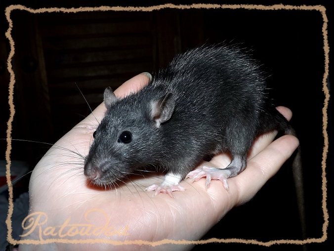 Evolution des ratons Dscf0855