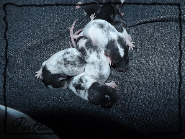 Evolution des ratons Dscf1025