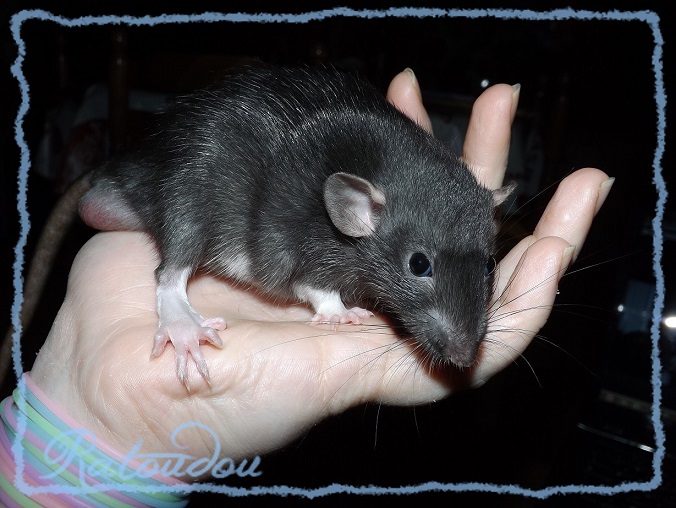 Evolution des ratons Dscf1750