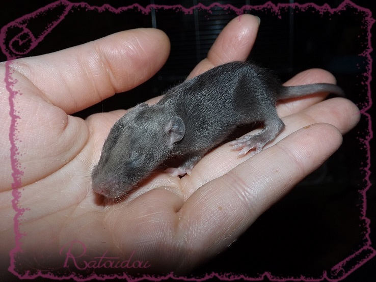 Evolution des ratons Dscf1931