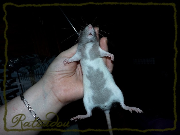 Evolution des ratons Dscf2015