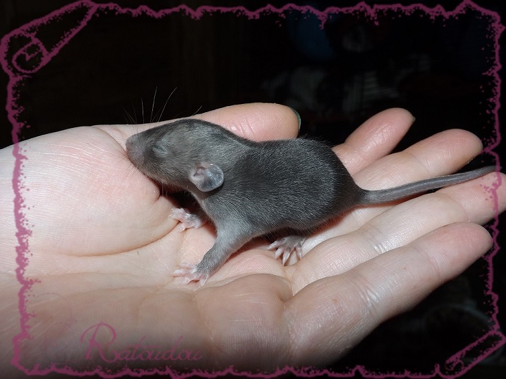 Evolution des ratons Dscf2021
