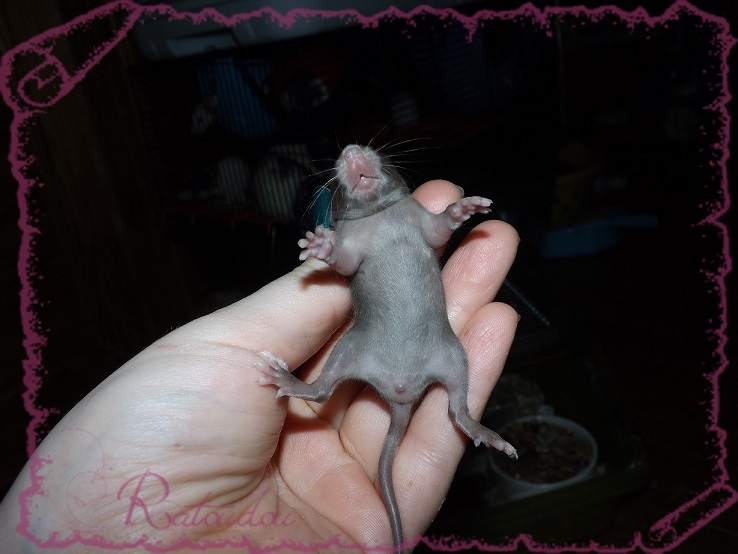 Evolution des ratons Dscf2022