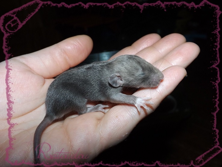 Evolution des ratons Dscf2028