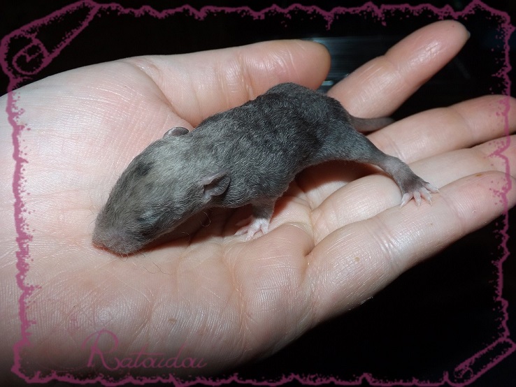 Evolution des ratons Dscf2032