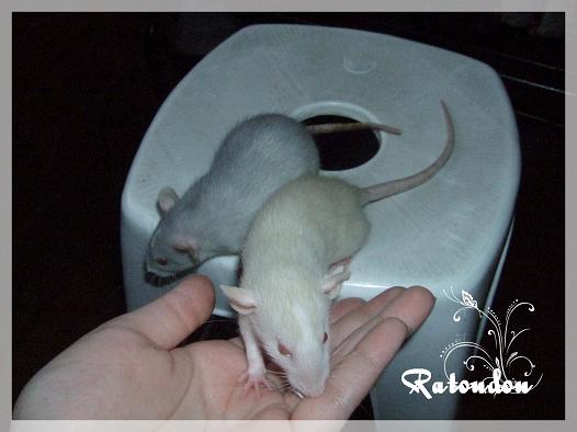 Evolution des ratons Dscf2121