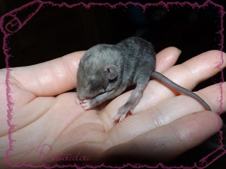 Evolution des ratons Dscf2135