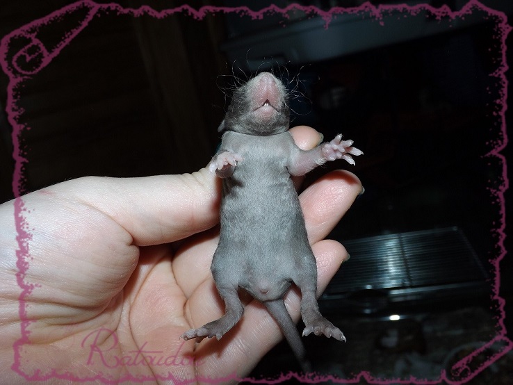 Evolution des ratons Dscf2136