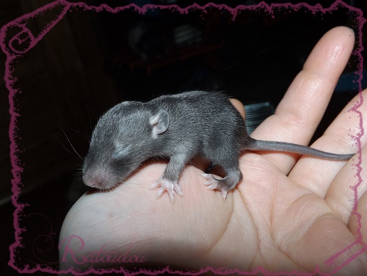 Evolution des ratons Dscf2138