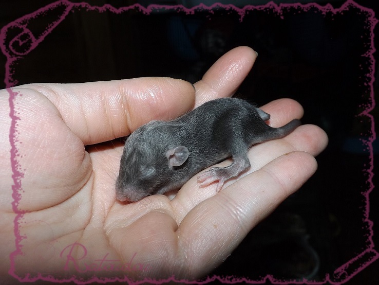 Evolution des ratons Dscf2141