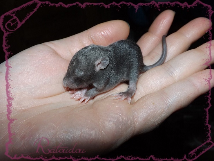 Evolution des ratons Dscf2142
