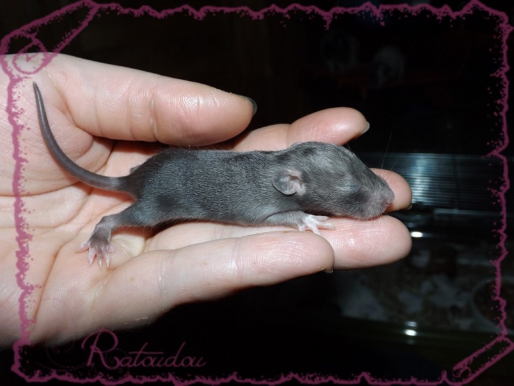 Evolution des ratons Dscf2143