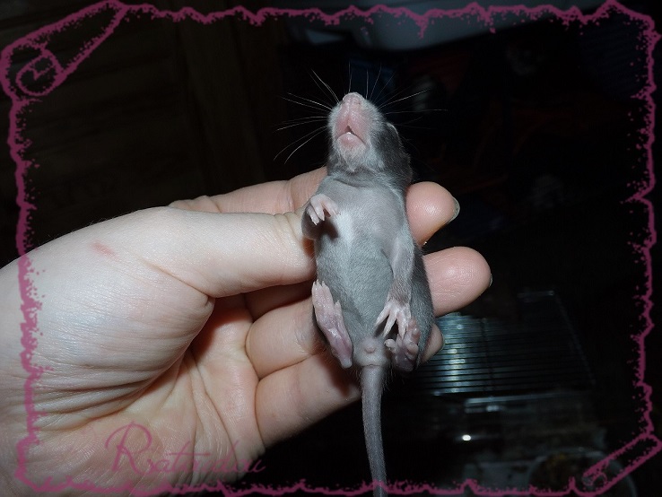 Evolution des ratons Dscf2144