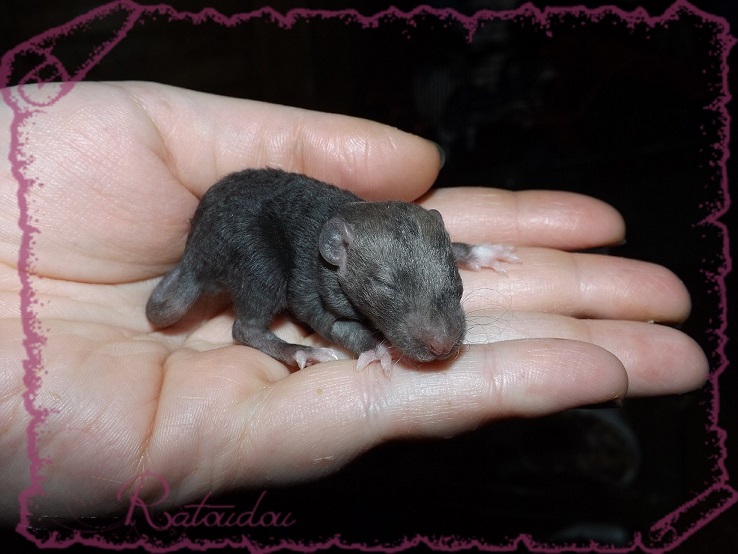 Evolution des ratons Dscf2146