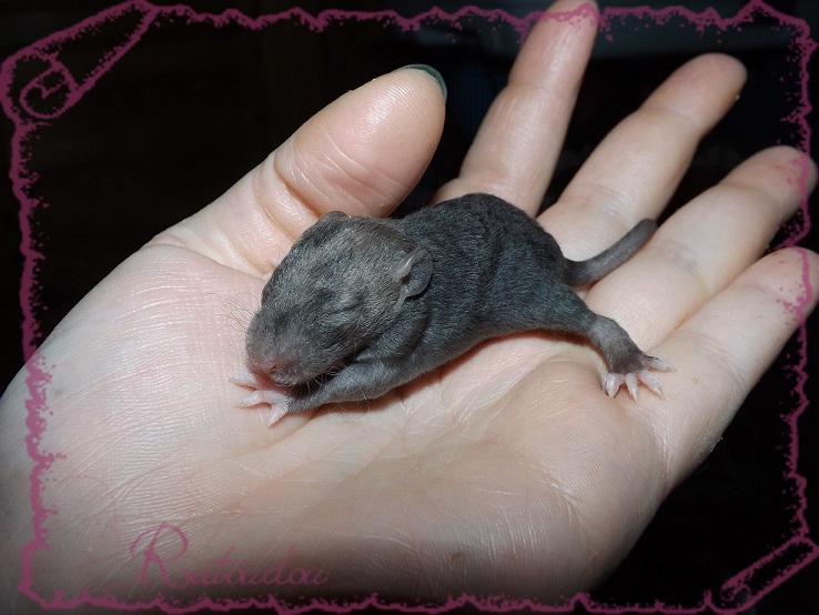 Evolution des ratons Dscf2147