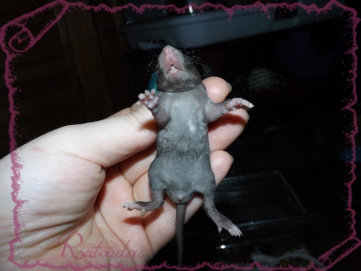 Evolution des ratons Dscf2148