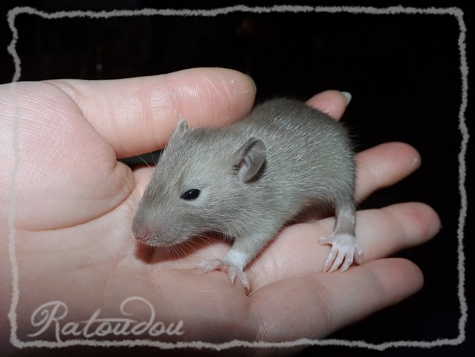 Evolution des ratons Dscf2152