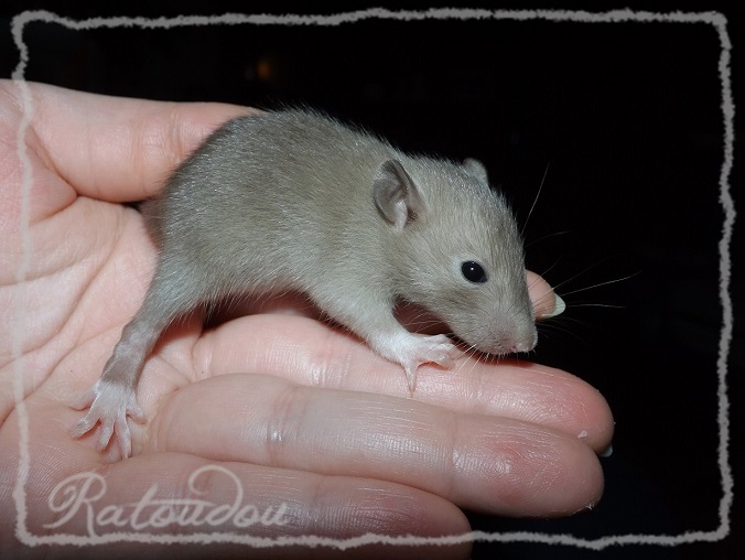 Evolution des ratons Dscf2154