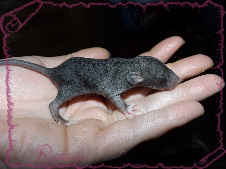 Evolution des ratons Dscf2226